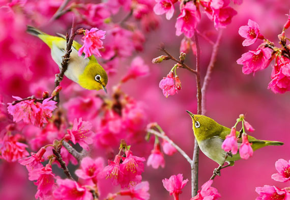 دانلود تصاویر زیبای فصل بهار